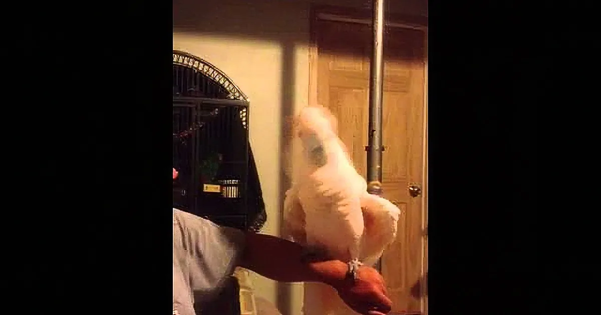 Cockatoo Is Hanging out on Her Daddy''s Arm. Her Behavior While He Tells a Joke Is Amusing.