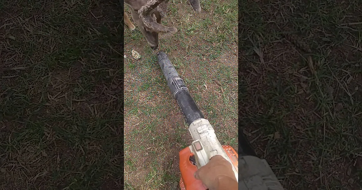 A deer is sniffing a black pipe on the ground while a person holds an orange tool nearby.