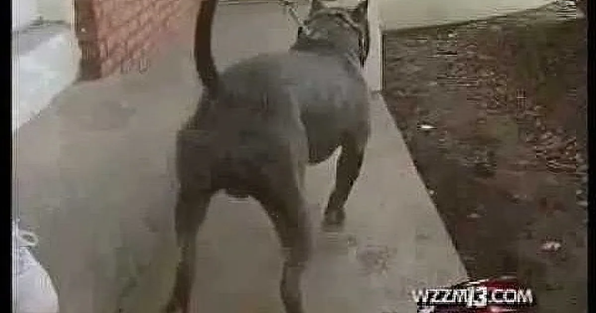 A dog stands on a sidewalk, facing away, with its tail up and a leash visible.