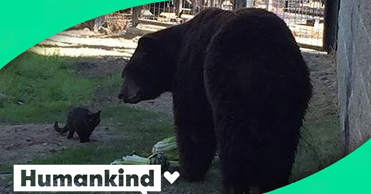 A black bear stands in a grassy enclosure, looking to the left, with a "Humankind" logo in the corner.