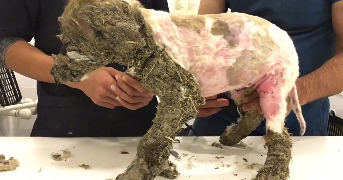 A dog covered in matted fur and debris is being held by two people for grooming.
