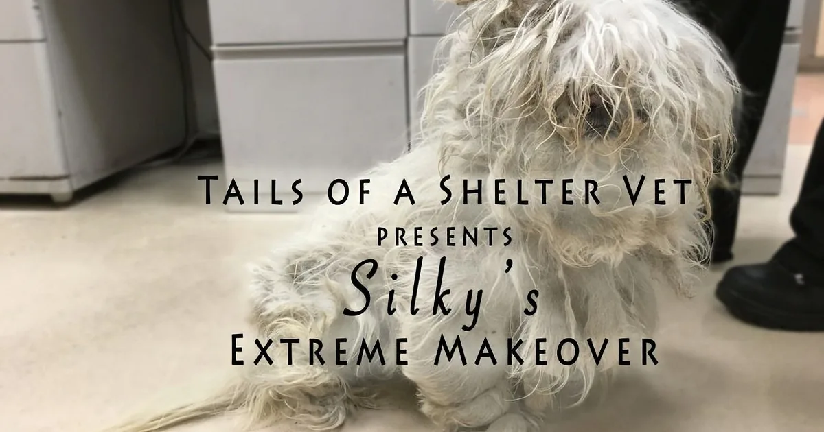 A fluffy white dog with messy fur is lying down, text overlay says "Tails of a Shelter Vet presents Silky's Extreme...