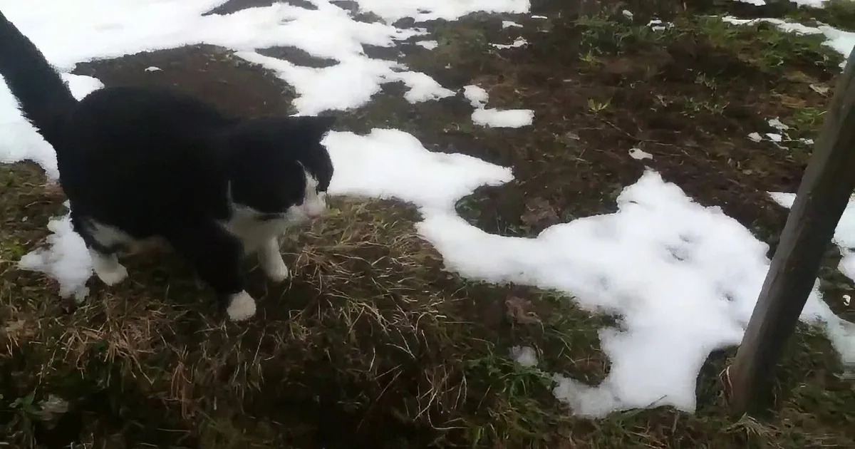 Man Lost on Swiss Alps Hiking Trail Sees a Cat. What She Does Next Is so Sweet.