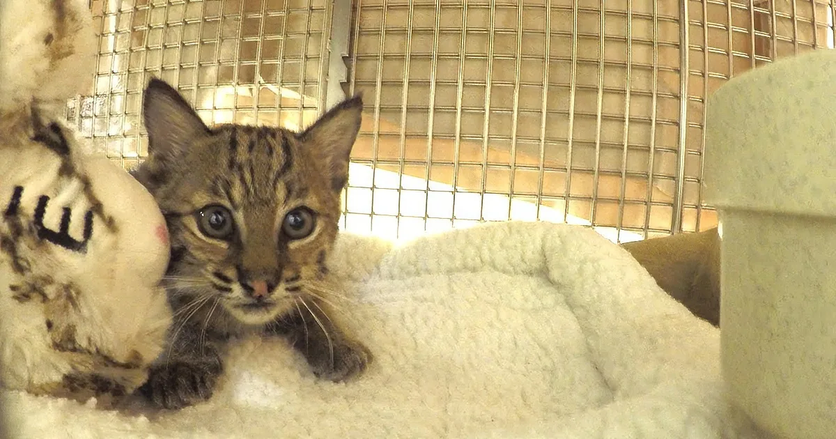 A Good Samaritan Brings in What Looks Like a Kitten. I Couldn''t Believe What It Actually Was!