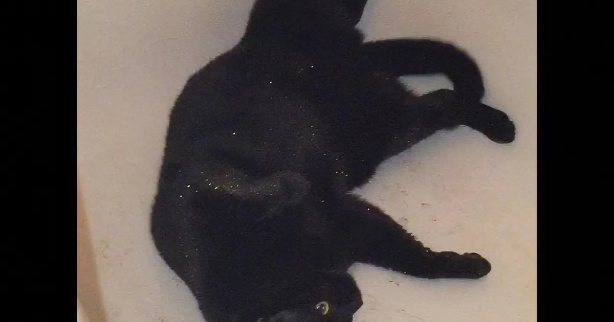 A black cat is lying on its back, stretching its legs and looking up with bright eyes.