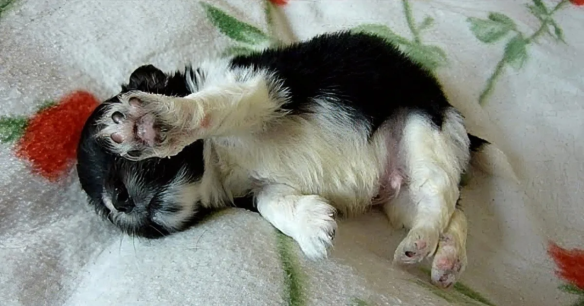 Puppy Found Abandoned on Streets of Romania. His Story Left Me Feeling so Good.