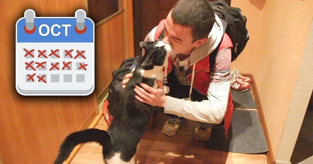 A man kisses a black-and-white cat on a wooden staircase, with a calendar showing October.