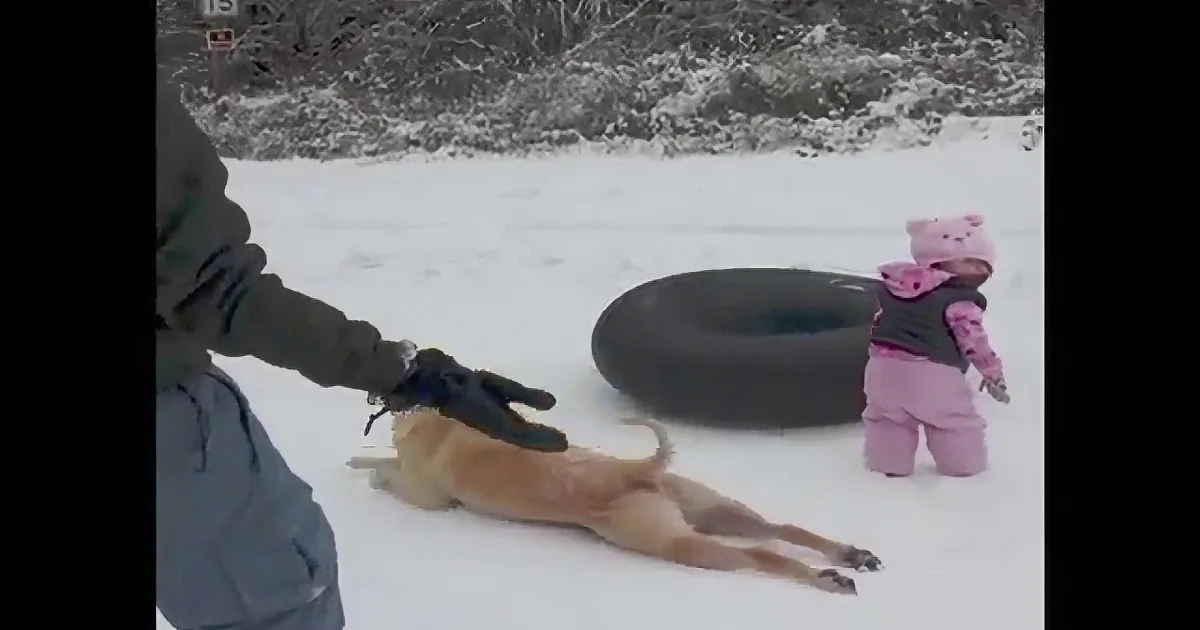 Baby''s First Snow Day! How Did the Family Dog React? I Almost Died Laughing!