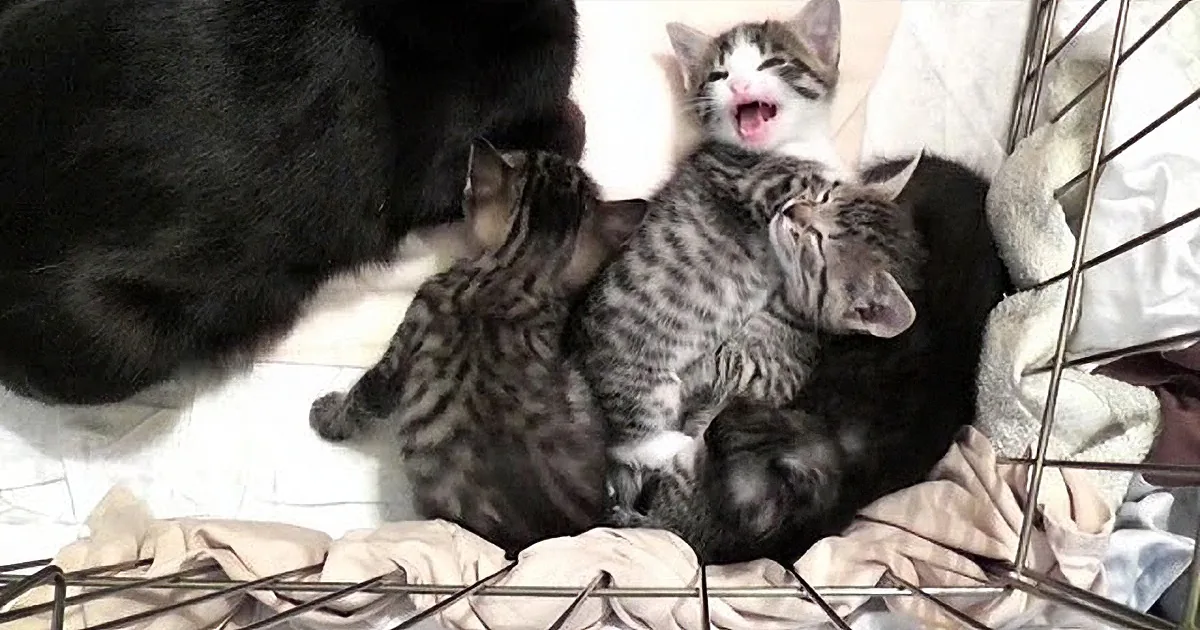 Experienced Cuteness Overload? Watch Rescue Mama Cat's Conversation With Her Babies. Adorable!