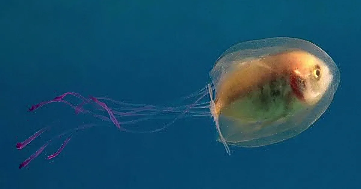 A Fish Was Found Alive Inside a Medusa. This Is Actually a Great Stroke of Luck!