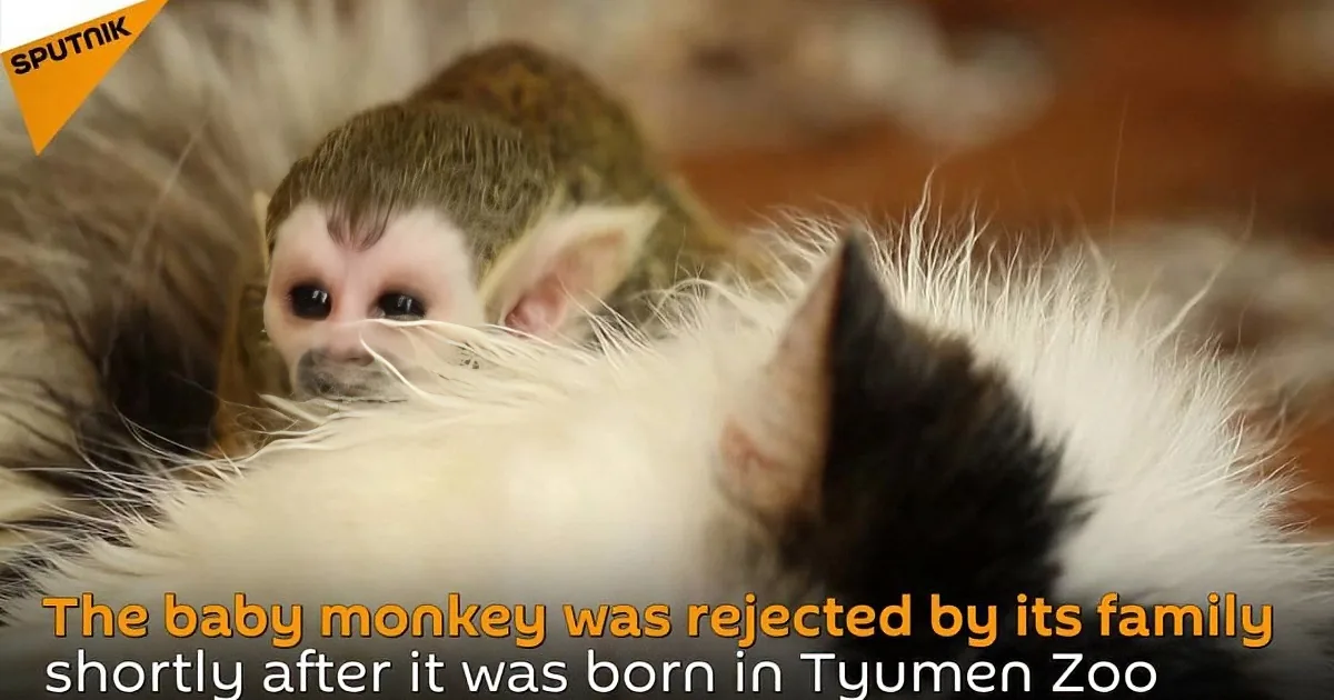 A baby monkey rests on a fluffy surface, seemingly abandoned by its family.