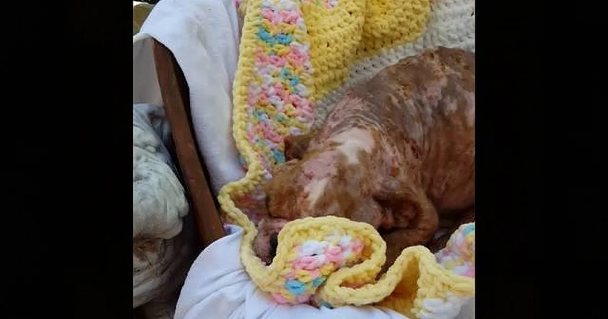 An Incredible Person Is Making Sure That This Cute and Tiny Bulldog Have a Happy Life Forever!