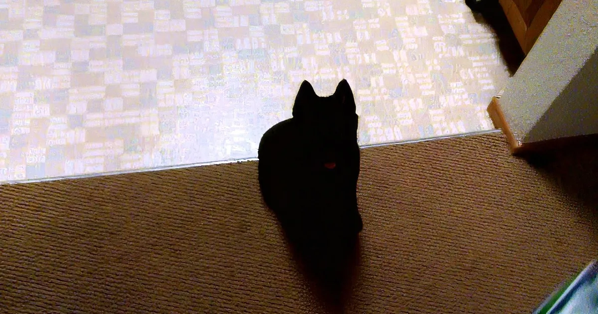 A black cat with glowing eyes sits on a carpeted floor, casting a shadow.