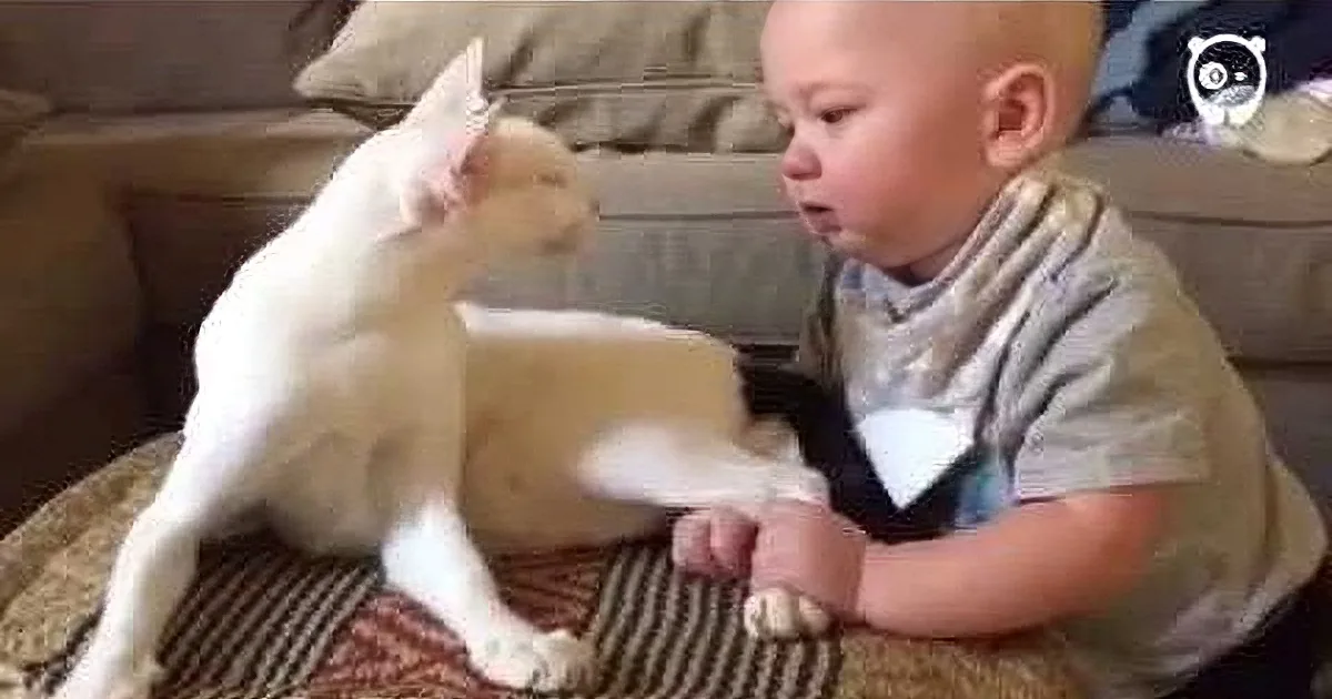 A baby and a white cat are interacting on a couch, with the cat playfully pawing at the baby's leg.