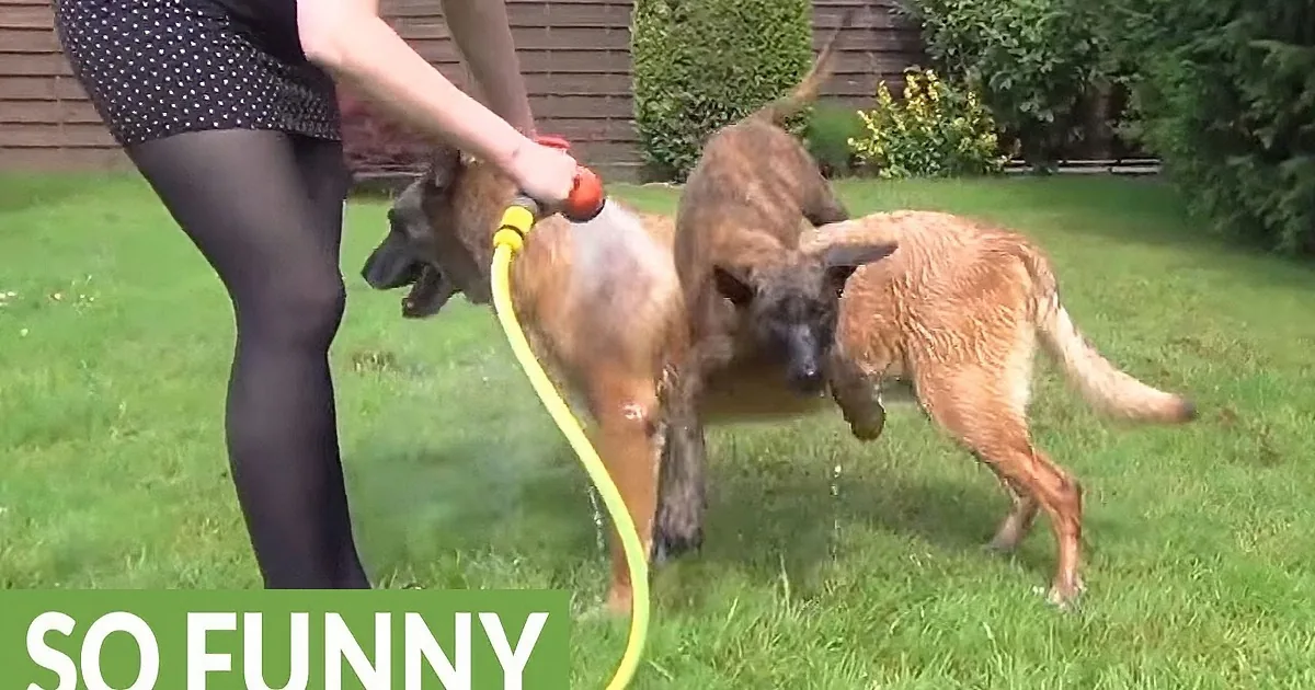 A person is spraying water from a hose onto two dogs in a grassy yard, with one dog reacting by jumping away.