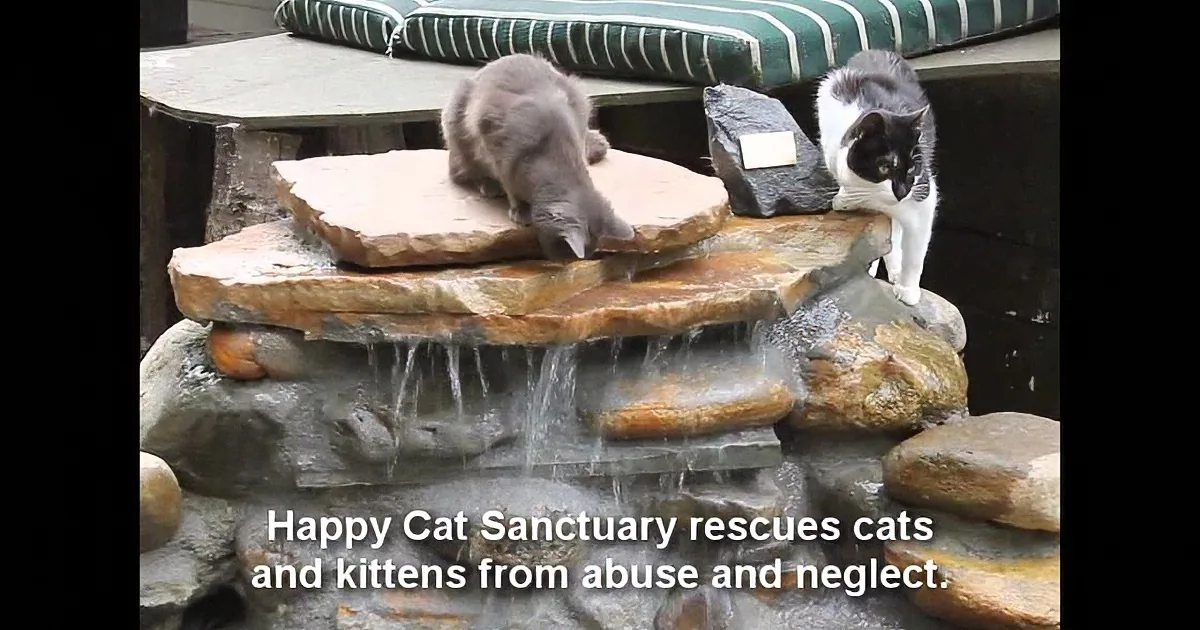 Two cats explore a stone fountain, with one gray and one black-and-white, near a cushioned bench.