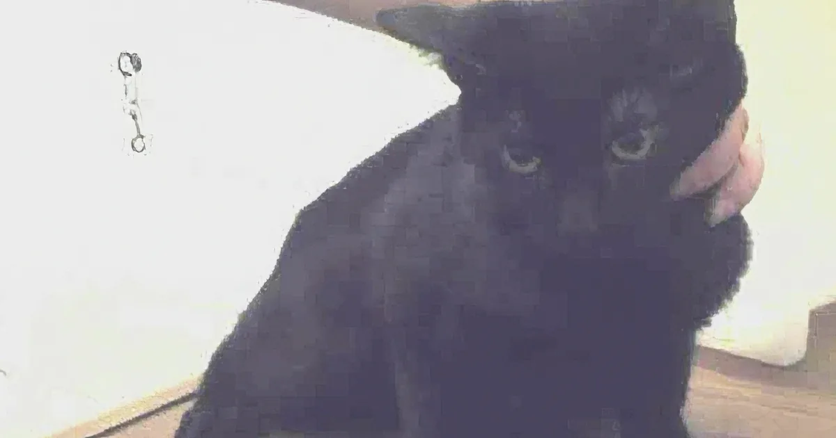 You''ll Never Understand Why This Woman Lawsuit the Shelter in Which She Adopts Her Kitten