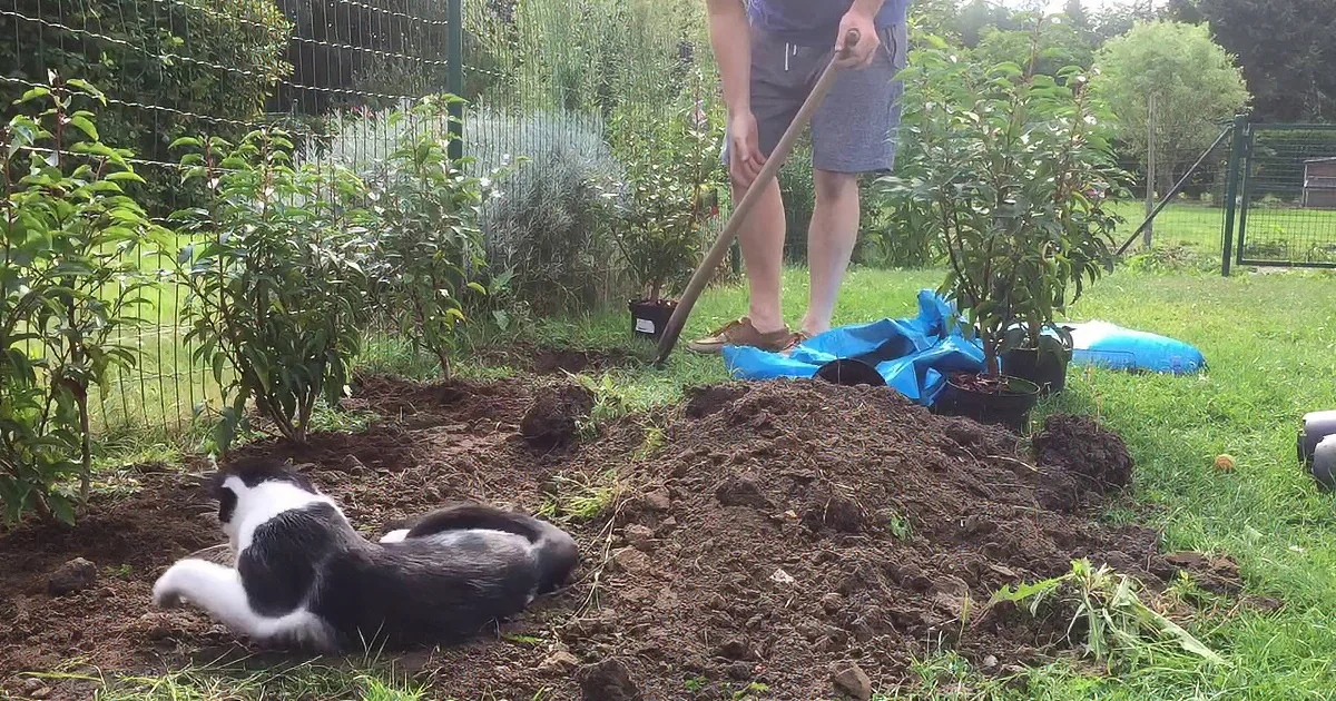 A person digs in a garden while a black-and-white cat rests nearby amidst soil and plants.