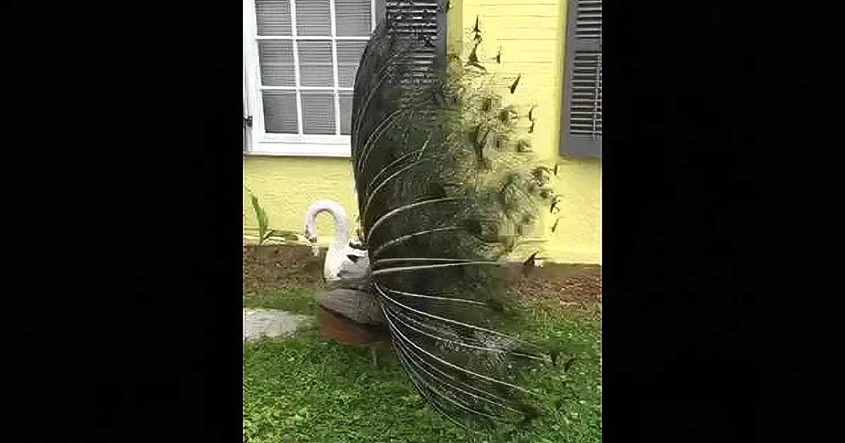 New Orleans Town Has a New Resident. I Couldn''t Believe What It Was.