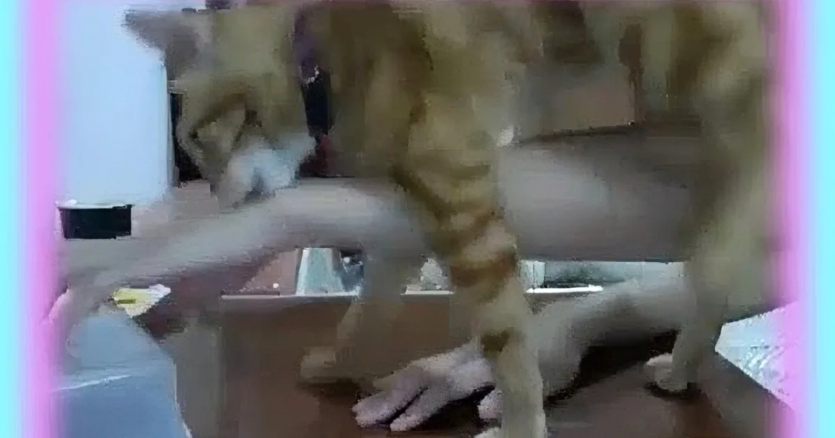 Cat Sits Next to Box With Treats in It. What He and His Mommy Do Next? Amazing!