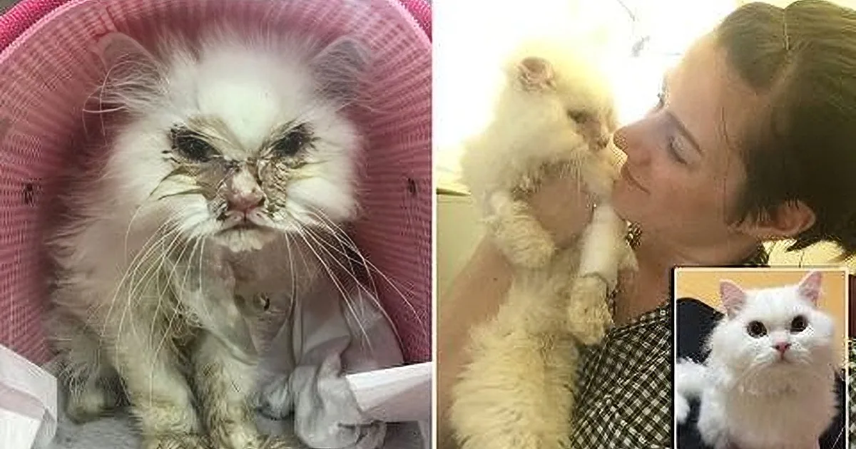 Cat at South Korean Shelter Faces Certain Death. His Transformation Amazed Me.