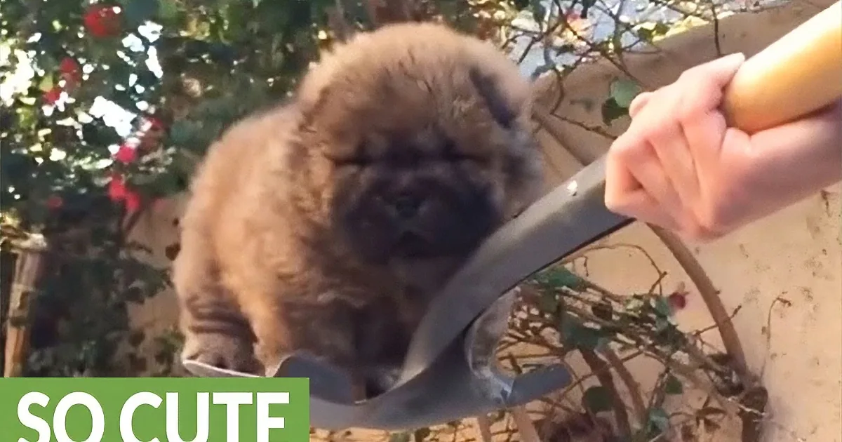 A fluffy puppy is playfully interacting with a shovel, its face pressed against the blade.