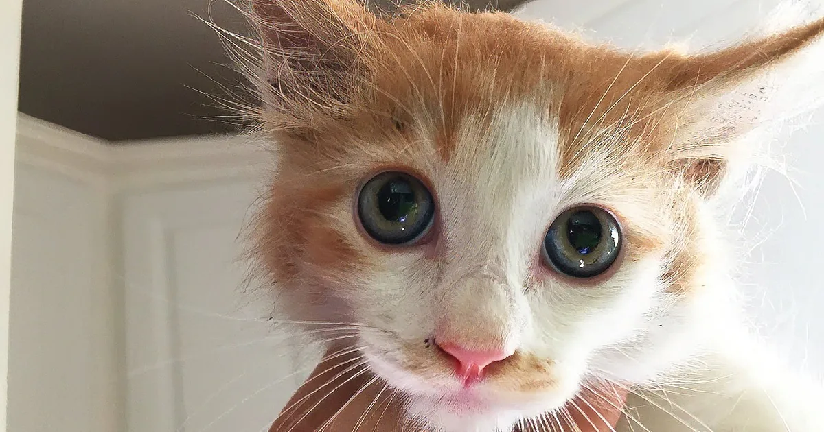 100 Hour Ordeal for Stranded Kitten Trapped in Storm Drain! What''s Her Fate??
