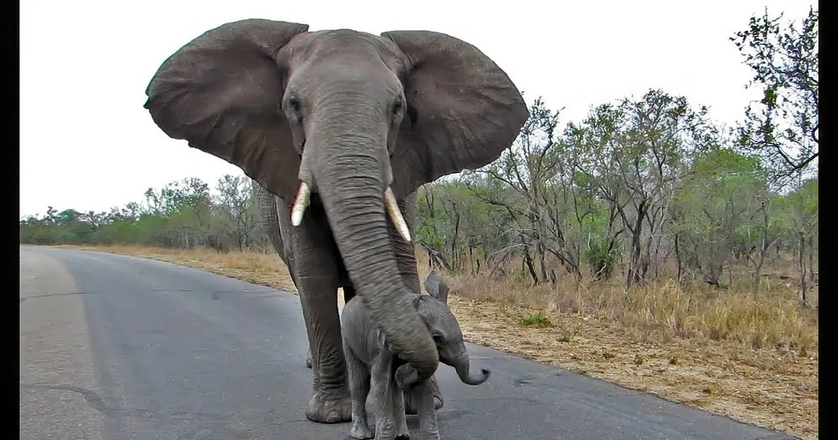This Mama Elephant Keeps a Close Guard on Her Little Curious Calf