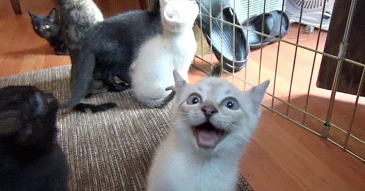 Rescued Kittens Home Alone Start Kitty Choir! This Had Me in Stitches!