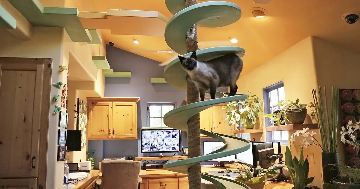A Siamese cat stands on a cat tree in a cozy, well-lit room with wooden furniture and plants.