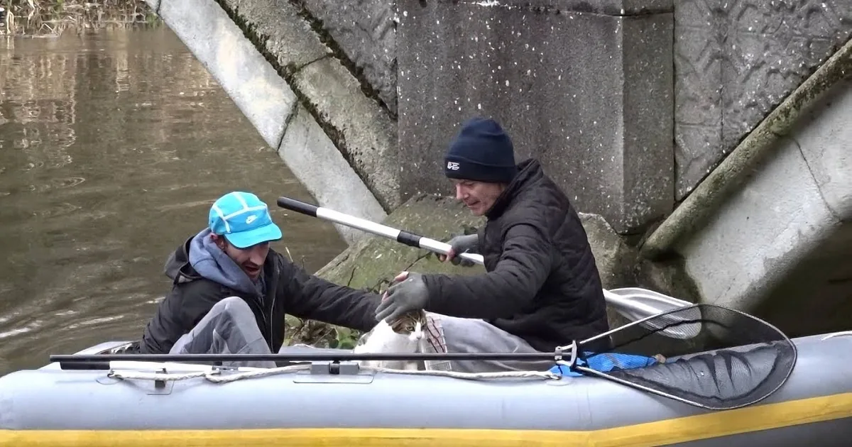 Cat Stuck Under Bridge in England. What Two Men Do for Her Is so Brave.