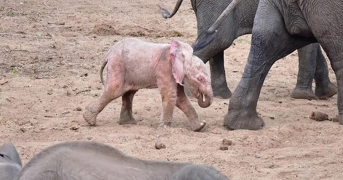 A baby elephant stands on sandy ground, its skin pinkish, with an adult elephant nearby.
