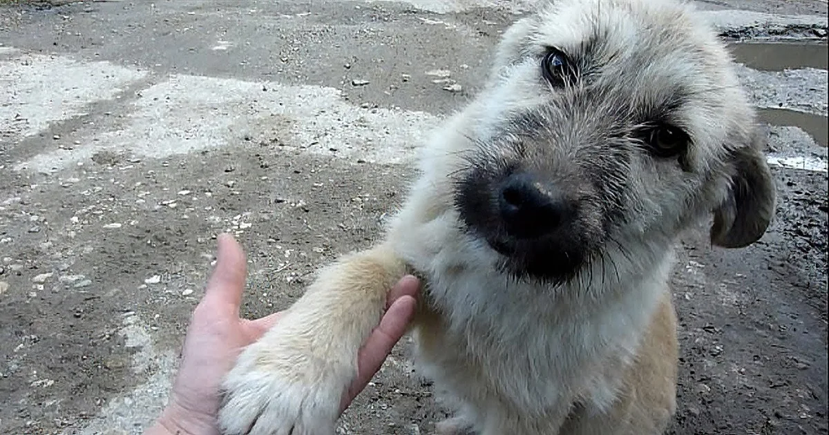 Rescuer Finds Dog in Immediate Danger. Their Next Course of Action? Inspiring!