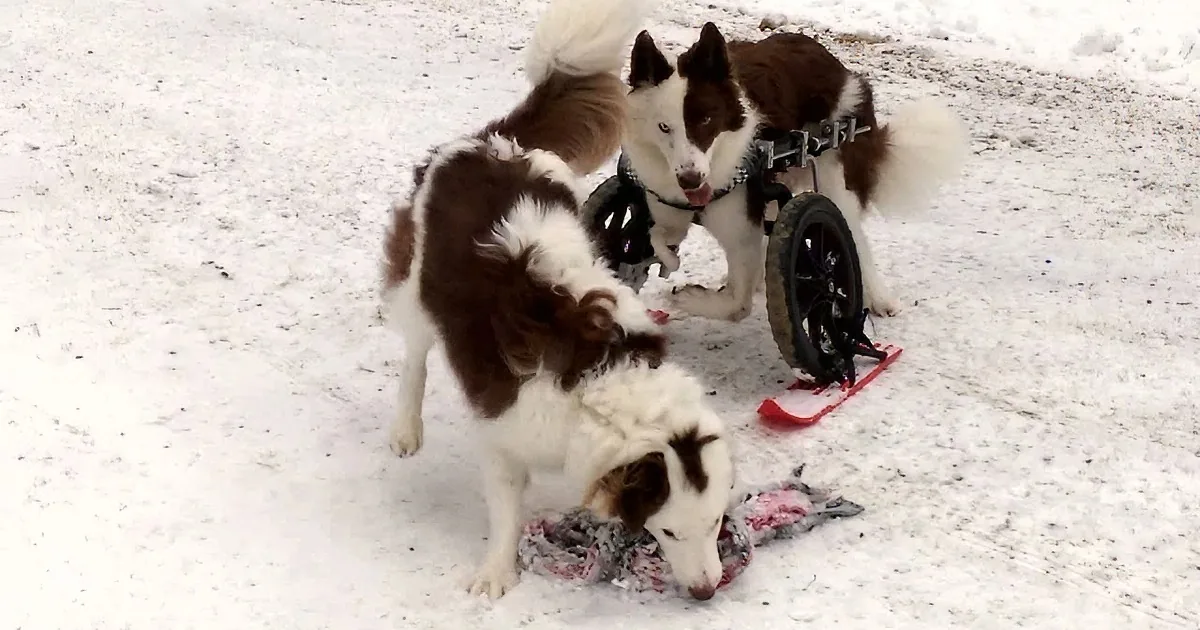 Two dogs, one in a wheelchair, playfully interact with a scarf in the snow.
