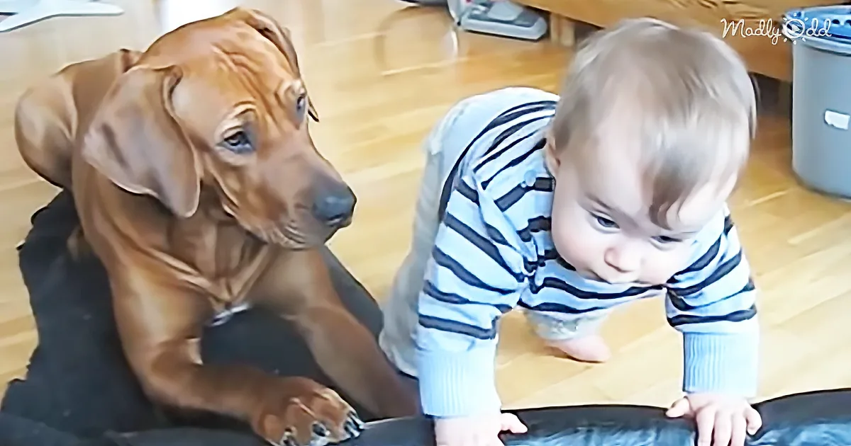 A baby in a striped shirt and a brown dog are interacting on a wooden floor.