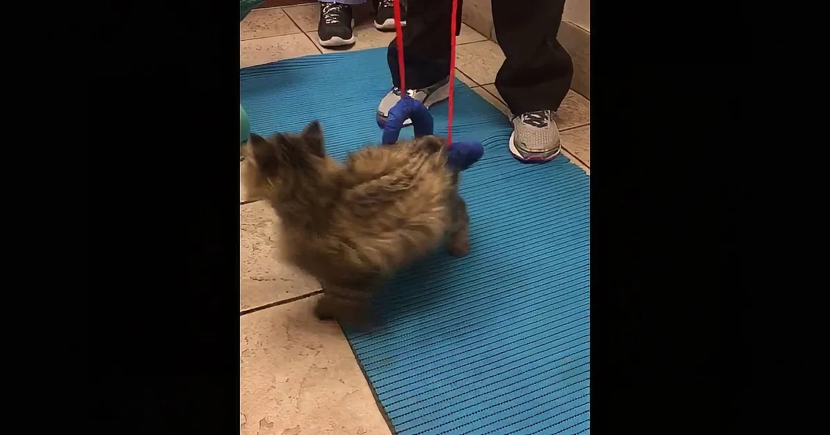 A fluffy dog on a leash stands on a blue mat, with a person's legs and shoes visible in the background.