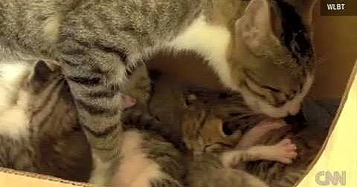A tabby cat is nursing her kittens, with one kitten partially obscured by the mother cat.