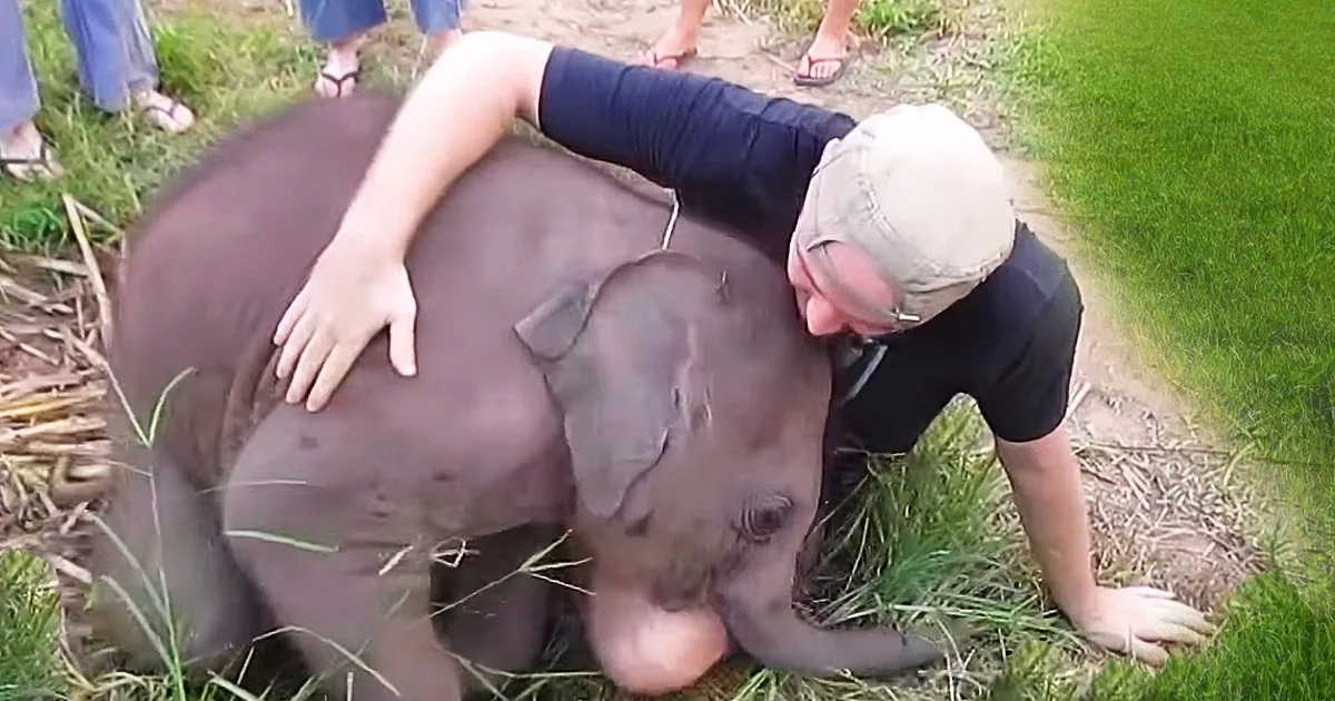 Orphaned Baby Elephant Is Comforted by Cuddles