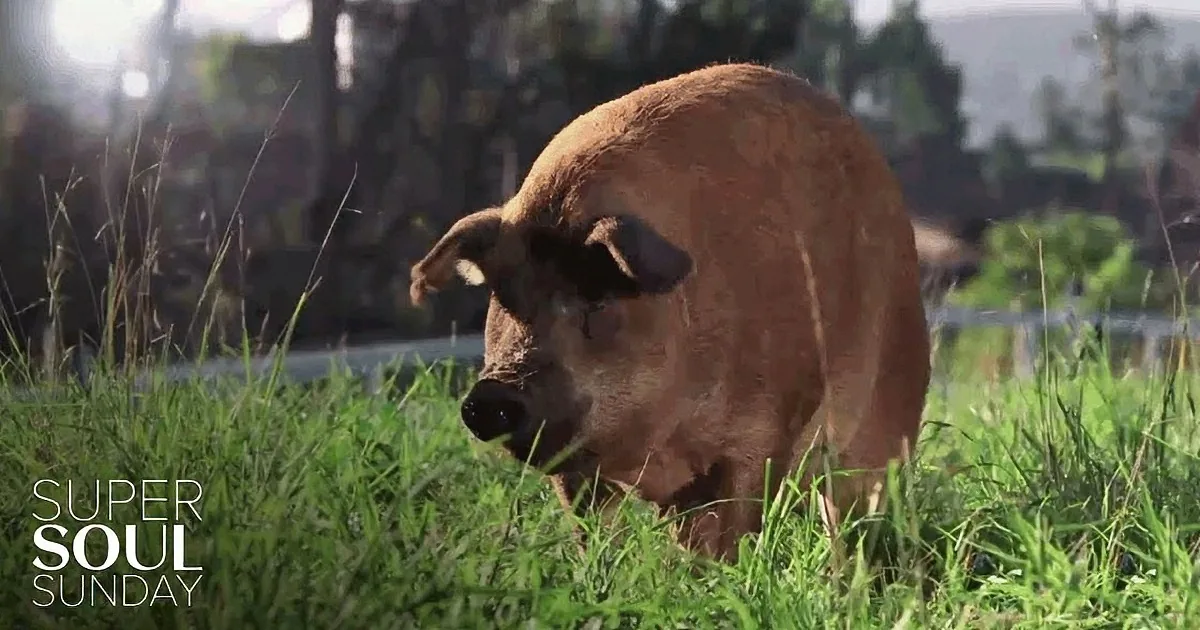 A pig with a muddy face stands in a grassy field, surrounded by greenery and a blurred background.