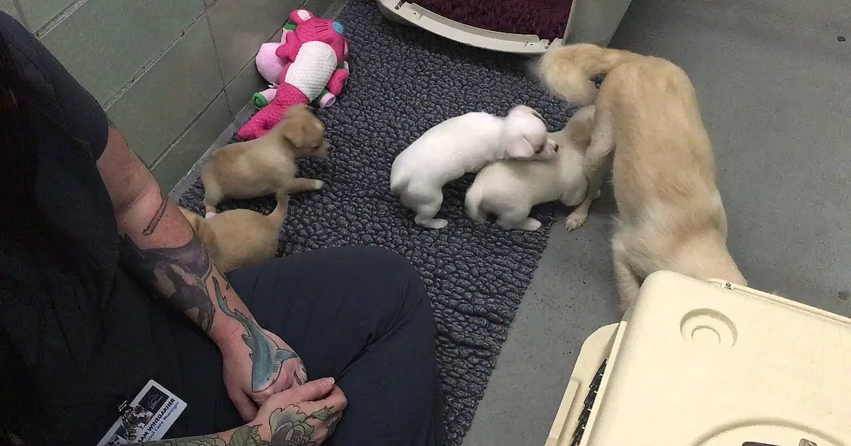 Mommy Dog Is Alone and Scared at Shelter. I Gasped When a Worker Brought This in Next.