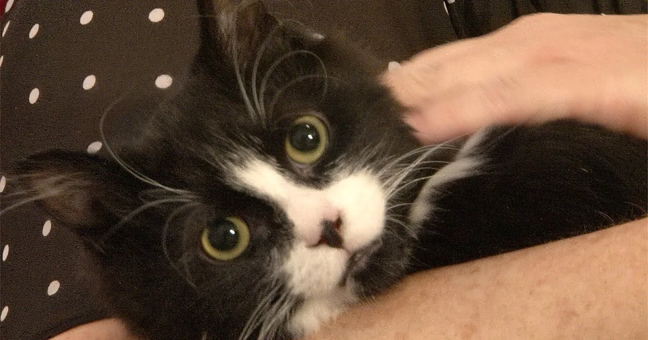 Feral Kitten Found With Congenital Defect. His Behavior Will Warm Your Heart