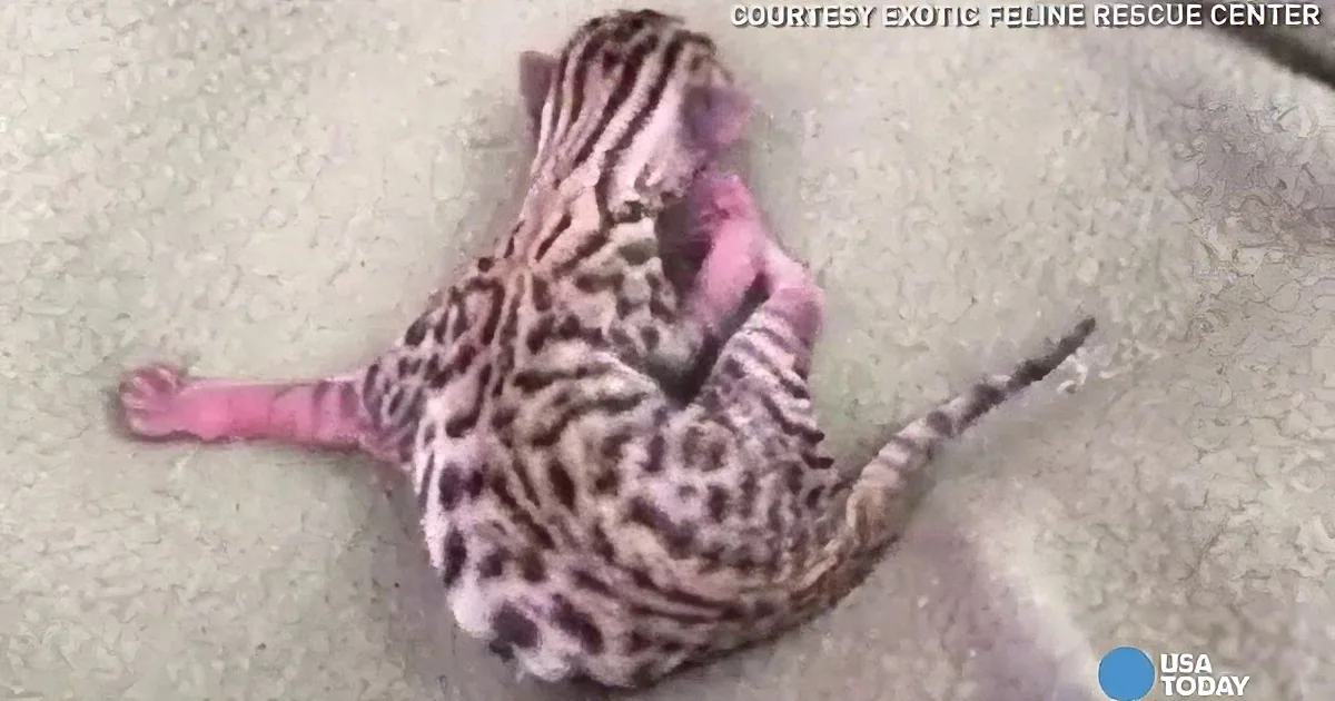 An ocelot is curled up on a blanket, appearing relaxed and comfortable.