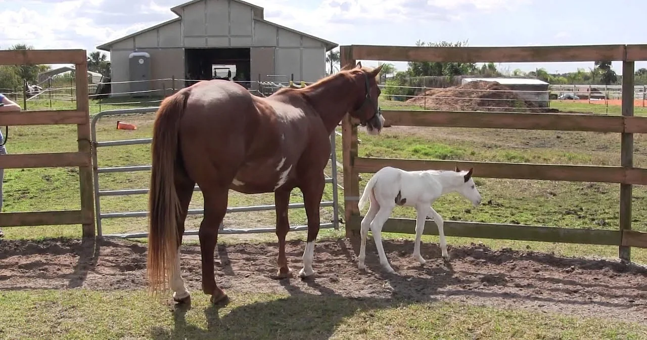 A brown horse and its white foal stand in a fenced paddock near a barn.