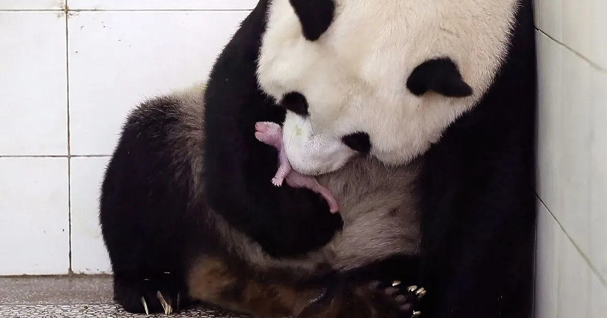 After 3 Days of Labor, This Panda Was Exhausted, Then Elated When Her Daughter Is Born