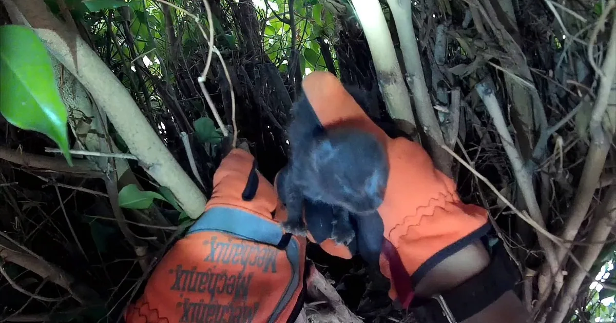 Rescue Worker Called in to Examine Tree. He Was Stunned With What He Found.