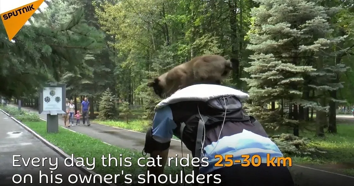 A cat sits on a person's shoulders, riding 25-30 km daily in a park.