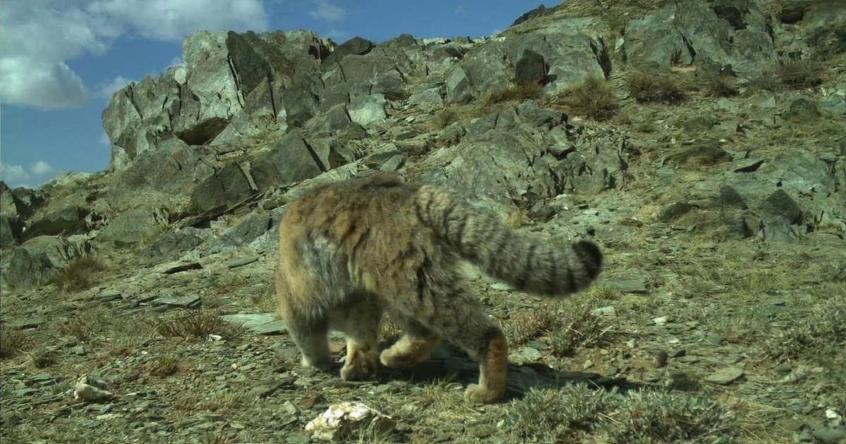 A snow leopard walks across a rocky, grassy terrain under a blue sky with clouds.