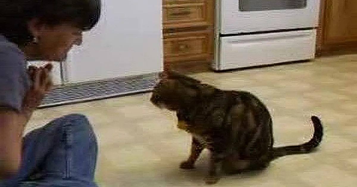 Woman Sits in Kitchen Across From Cat. What They Both Did Next Amazed Me.