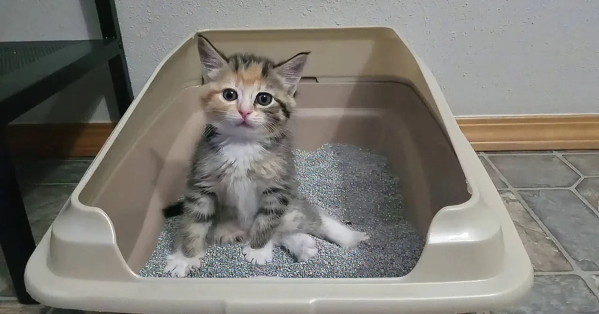Kitten Hilariously Can''t Figure out the Litter Box