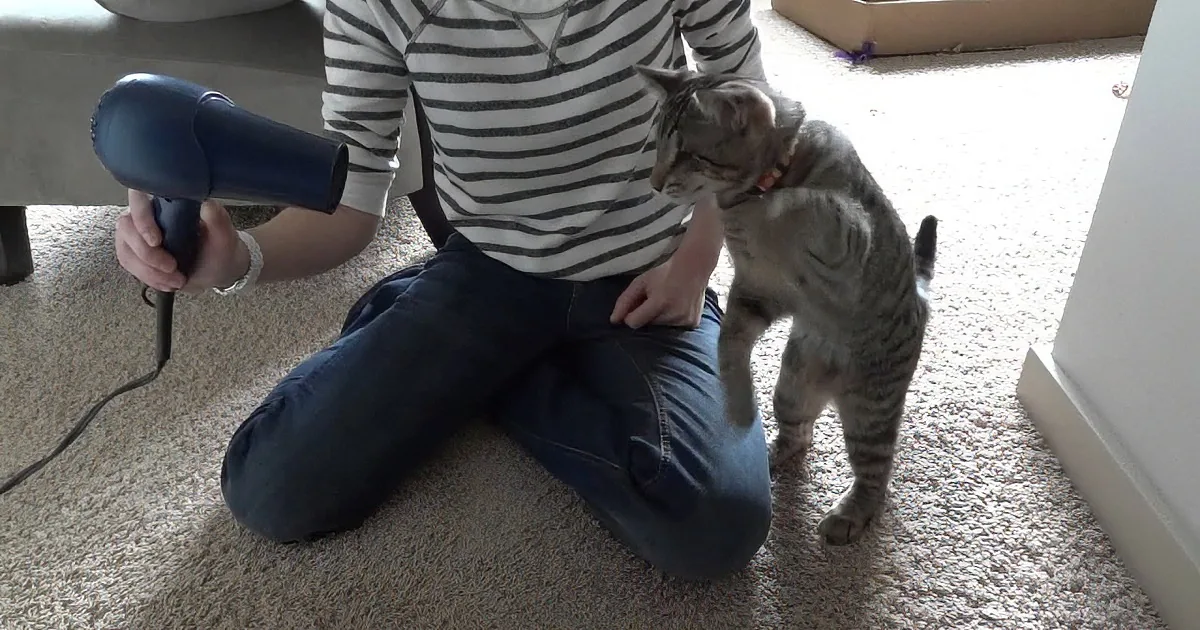 Mommy Holds Hairdryer in Front of Blind Kitten. I Was Laughing so Hard at This.